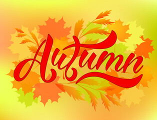 Fototapeta na wymiar Autumn lettering design with orange, yellow and red maple leaf. Layout for printing, vector illustration.