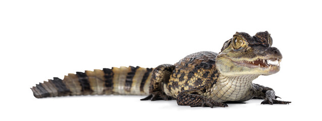 Young, one year old Spectacled Caiman crocodile, standing side ways. Mouth open. Isolated on white...