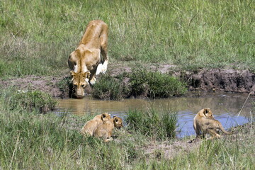 lioness mother and baby lion
