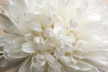 Fototapeta na wymiar Beautiful white aster as background, closeup. Autumn flower