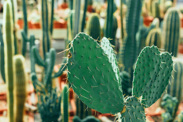 garden with different types of cacti
