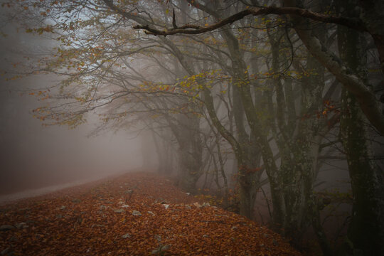 Dark view of park of Monte Cucco during autumn day of fog, Umbria, Italy