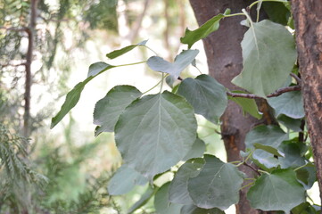 leaves on a tree