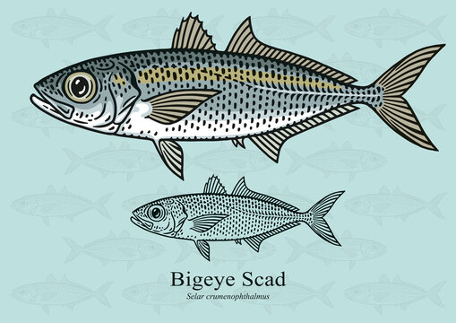 Bigeye Scad. Vector illustration with refined details and optimized stroke that allows the image to be used in small sizes (in packaging design, decoration, educational graphics, etc.)
