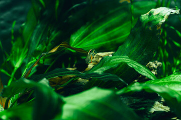 small decorative fish in an aquarium on a dark background of green underwater plants
