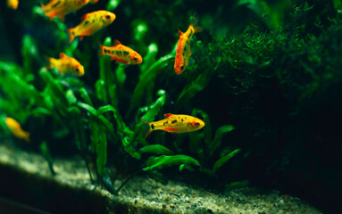 Fototapeta na wymiar small decorative fish in an aquarium on a dark background of green underwater plants