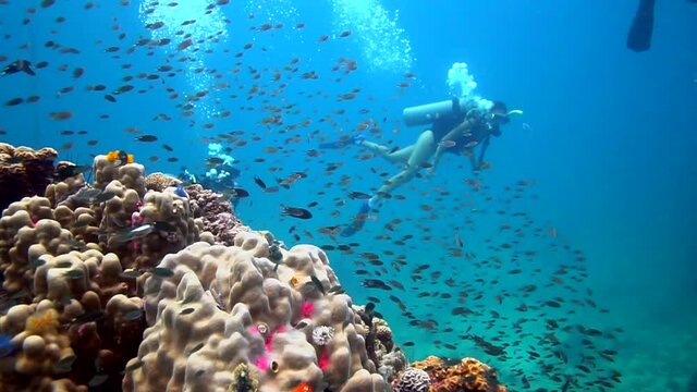 Healthy coral reef full of marine life with divers on the back.