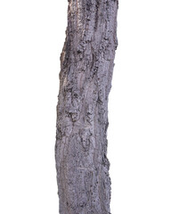 tree trunks isolated on white background with clipping path