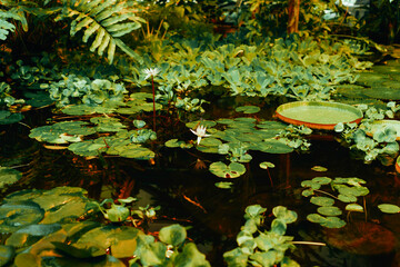 pond with duckweed, marsh plants, water lilies and victoria amazonica lilies