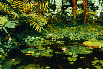 pond with duckweed, marsh plants, water lilies and victoria amazonica lilies