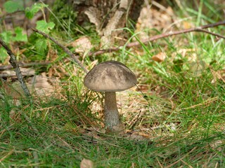 Birkenpilz, auch als Kapuzinerpilz bekannt im Sonnenschein am Waldrand