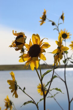 Sunflower With County Lake In Background