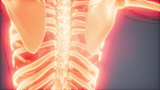 medical science footage of human skeleton bones