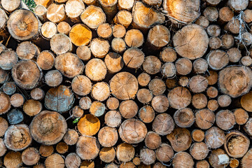 stapled woodpile in the german forest