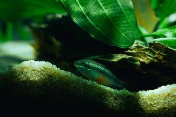 small decorative fish in an aquarium on a dark background of green underwater plants