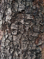 Aged tree texture background.