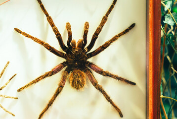 huge bird spider antinous under glass in a frame