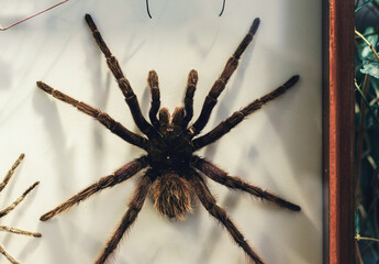 huge bird spider antinous under glass in a frame