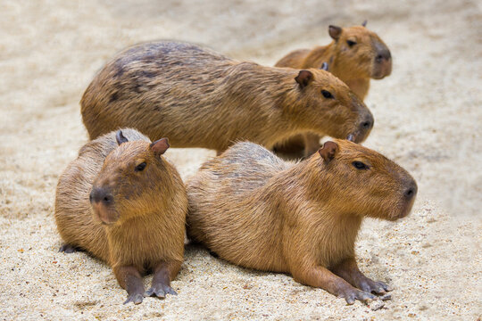 Two capybara mice displayed in the zoo.