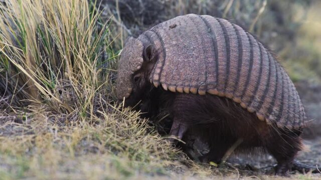 Tatou cherchant &agrave; manger, en patagonie.
Cingulata looking for food, in patagonia.