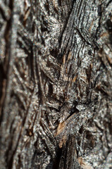 wood texture detail