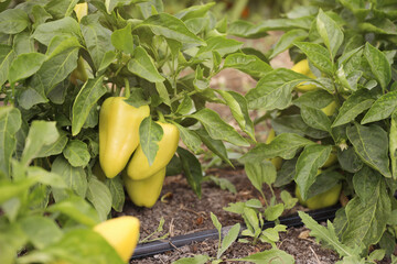 Bell pepper bush, closeup view. Harvesting time