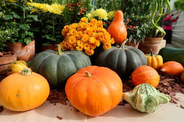 Bright colored autumn pumpkins and chrysanthemum flowers in October