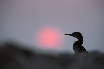 Socotra cormorant and sunrise at Bahrain