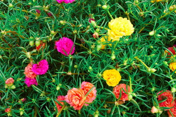 Portulaca grandiflora moss rose vintage film floral blooms