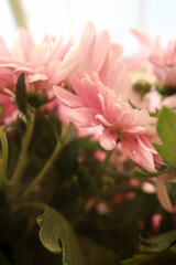 Fototapeta premium Soft pink chrysanthemums on a clear sunny day
