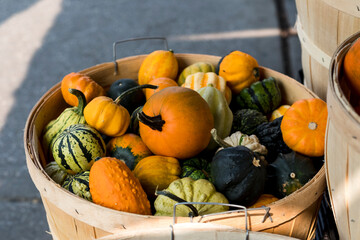 Wooden basket filled with pumpkins and squashes. Colorful fall vegetables. 