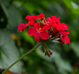 Obraz premium Caesalpinia