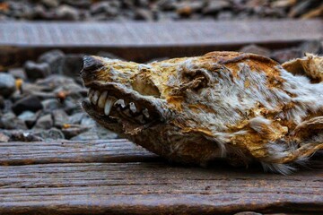 The Skeleton of animal Face