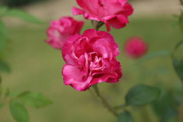 Obraz na płótnie Canvas pink rose flower