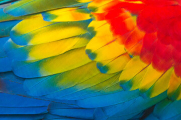 Fototapeta premium Various colors of macaw parrot wing feathers