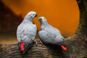 Two beautiful gray parrots on the branches