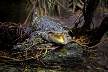 Crocodile resting under a tree in the zoo.