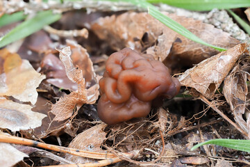 The Beefsteak Morel (Gyromitra esculenta) is a deadly poisonous mushroom