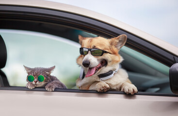 trendy Corgi dog and a tabby cat in sunglasses poked their muzzles and paws out of the window of a...