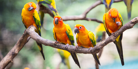 Sun conure parrot on the tree branch eats food