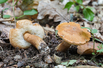 The Chestnut Bolete (Gyroporus castaneus) is an edible mushroom