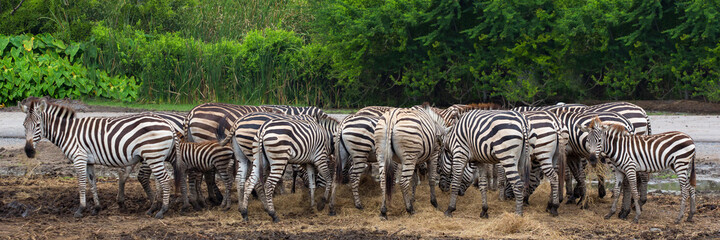 Fototapeta na wymiar A herd of zebras stands near their cubs.