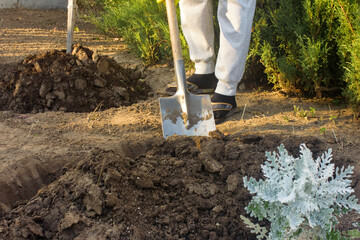 Digging new bed in a garden, legs of gardener woman with a spade, green fence of Thuja on the background