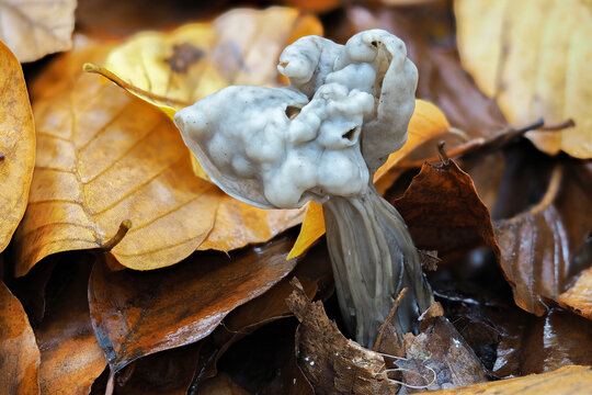 The Elfin Saddle (Helvella lacunosa) is an inedible mushroom