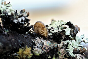 The Hohenbuehelia atrocoerulea is an inedible mushroom