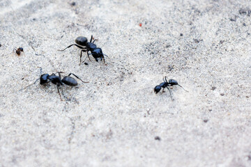 Three big black ants and one small ginger ant.