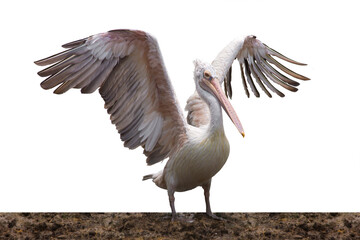 Pelican standing with wings spread in zoo on white background