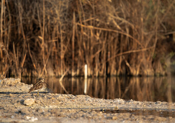 Common snipe at Akser Marsh in the morning hours at Bahrain.