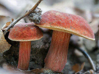 The Ruby Bolete (Hortiboletus rubellus) is an edible mushroom