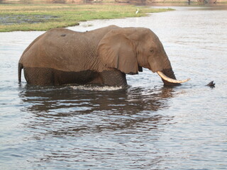 african elephant water